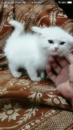 Persian kitten white