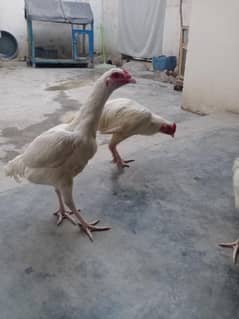 Aseel Heera pair
