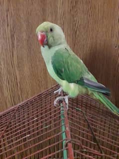 ringneck parrot baby
