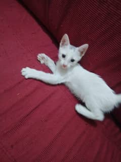 Kittens