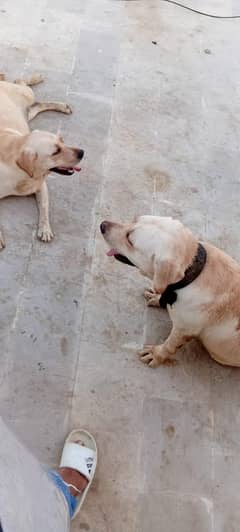 Labrador 03091010893
