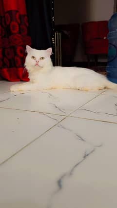 Punch Face Triple Coat Breeder Male  For Sale Age 1, Year