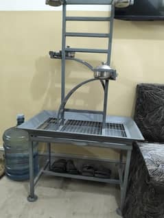 Grey parrot Kaka 2 Parrot  Stand