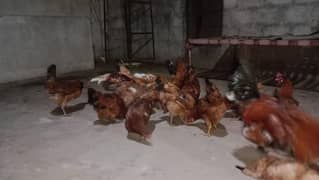 egg laying Hens available 03122670716