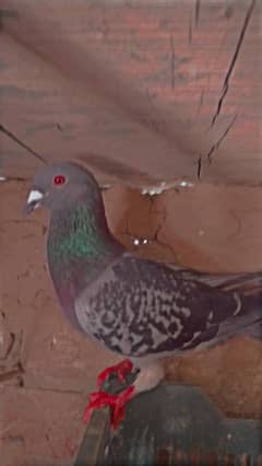 resre pigeons