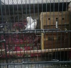 breeder pair