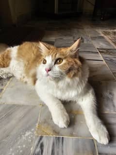cute male Persian cat