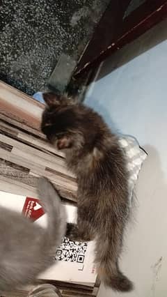 Persian kittens,cat baby,cat kittens, Persian cat kittens