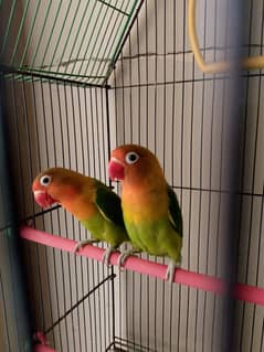 fincher love birds