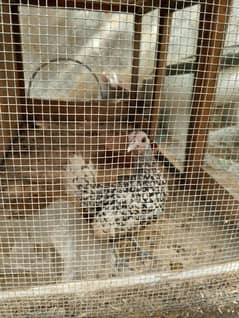 silper sebright female read for breed