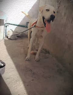 Labrador male puppy Age 10 Month .