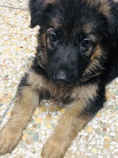 Beutiful puppies
