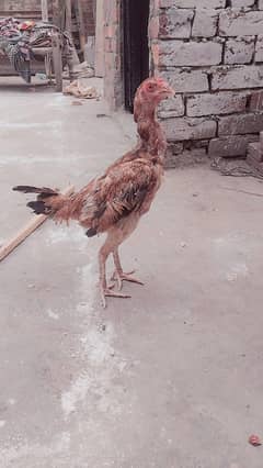 burmi aseel