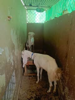 Gulabi bakri