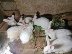 Rabbit for sale