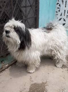 poodle male dog