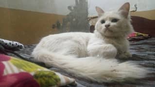 Pure White Persian Cat