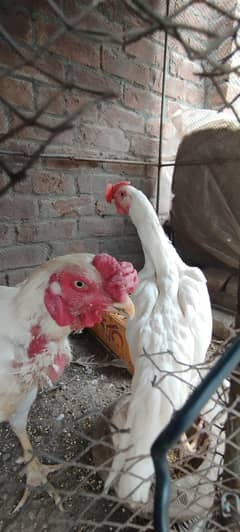 White Shamo aseel