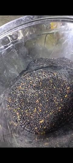 Extra virgin pure olive oil available