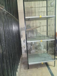 parrots