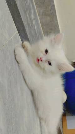 Persian