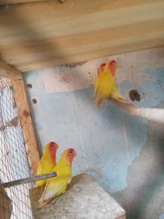 Albino and Lotino Love bird