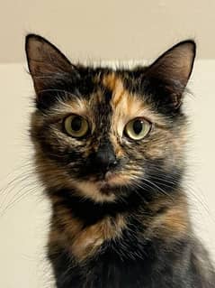 Persian cat