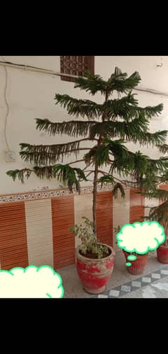 Deodar plant
