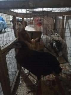 1 male and 2 femail hens for sale only 3000 rupees with cage