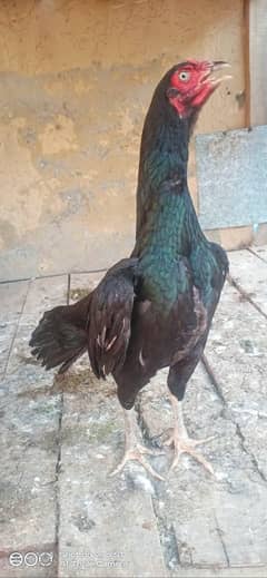 Mianwali Aseel Madi