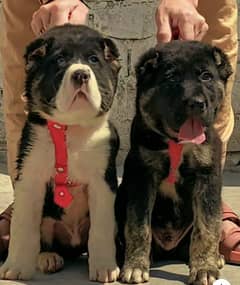 dog center