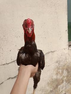 Aseel rooster