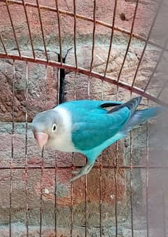 love birds breeder pairs