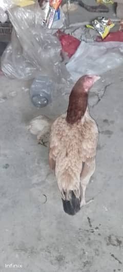 Asal Aseel Mianwali
