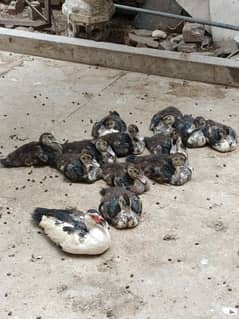 12 Russian Baby Ducks With Mother