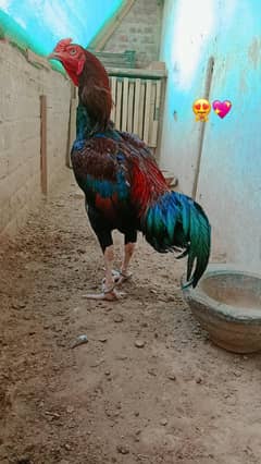 Lakha Aseel