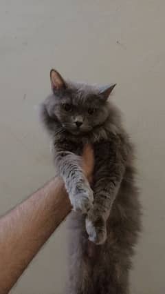 Persian