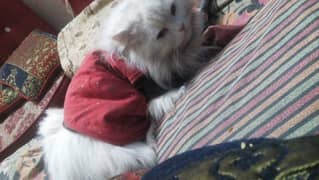 Persian cat