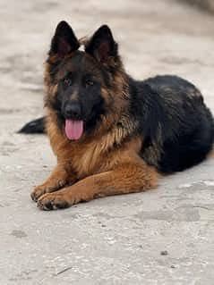 German Shepherd long coat pedigree male for sale