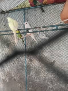 albino red eyes budgies breeder pair agar ap 3 pair logay to 5000 me