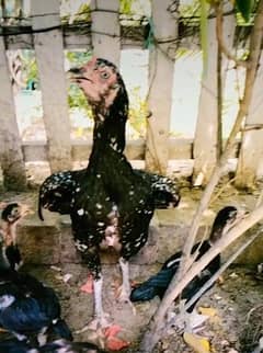 sindhi miyanwali kras