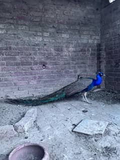 Blue Shoulder Peacock Breeder pair