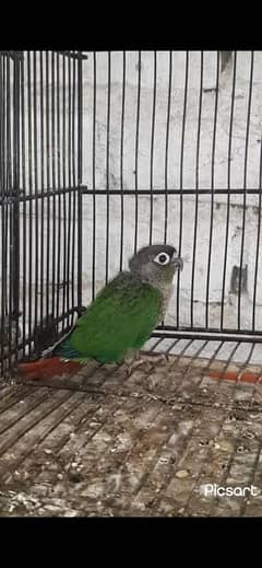 Small Conure chick 03322015527