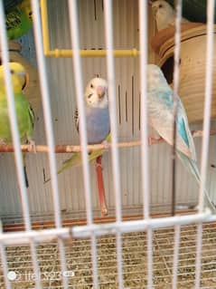 Australian parrot
