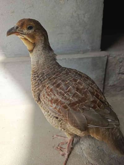 sufyian Gujjar 
