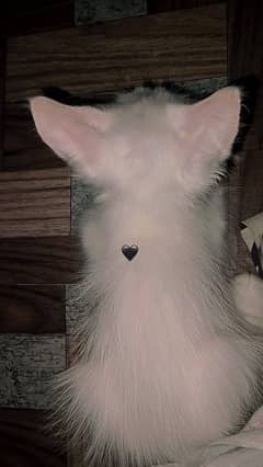 kitten