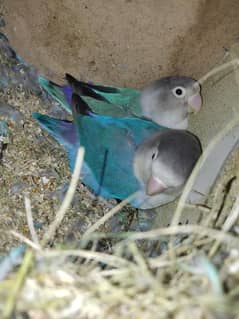 Love Bird Blue Fisher Split Eino Confirm Breeder Pair
