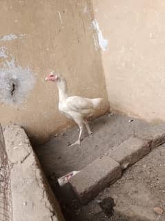 paper white heera pair for sale