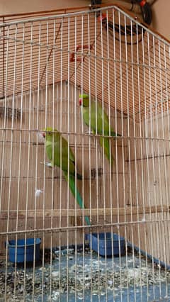 patrots