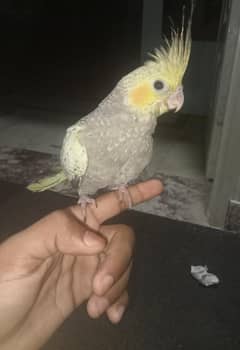 Baby Cockatiel